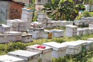 Beekeeping in Shaktikhor